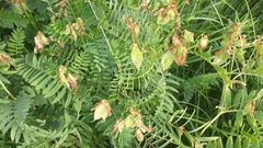 Vicia cassubica