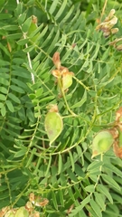 Vicia cassubica