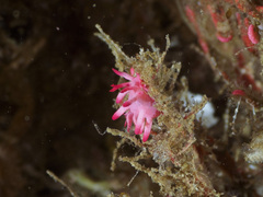 Okenia atkinsonorum