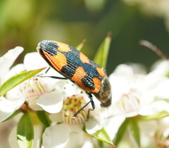 Castiarina delectabilis