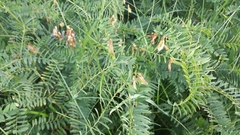 Vicia cassubica