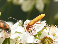 Stenoderus concolor