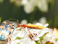 Stenoderus concolor