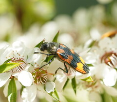 Castiarina delectabilis