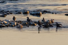 Spodiopsar cineraceus