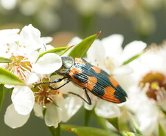 Castiarina delectabilis