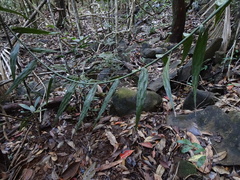 Flagellaria neocaledonica