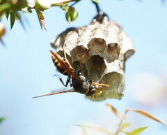 Polistes humilis humilis