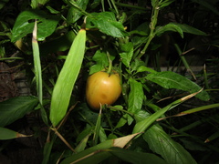 Solanum muricatum