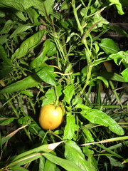 Solanum muricatum