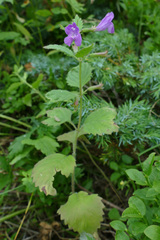 Clinopodium grandiflorum