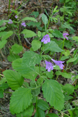 Clinopodium grandiflorum