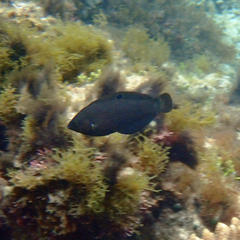 Halichoeres marginatus