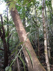 Flagellaria neocaledonica