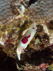 Goniobranchus splendidus