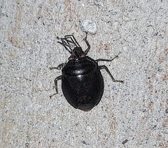 Discocephalinae