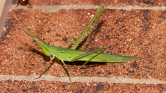 Acrida conica