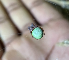 Araneus apricus