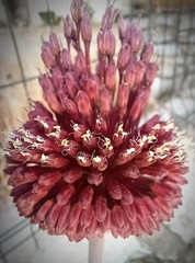 Allium amethystinum
