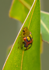 Paropsisterna gloriosa