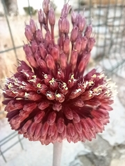 Allium amethystinum
