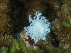 Tritoniopsis elegans