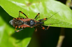Rhynocoris rubricus