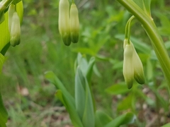 Polygonatum multiflorum