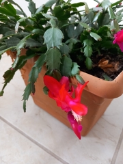 Schlumbergera buckleyi