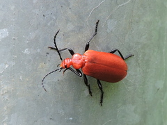 Pyrochroa serraticornis