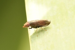 Cephaloconus tenebrosus