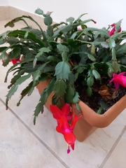 Schlumbergera buckleyi