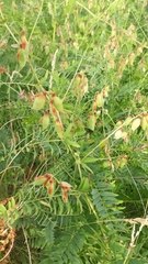 Vicia cassubica