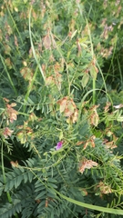 Vicia cassubica