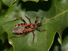 Rhynocoris rubricus