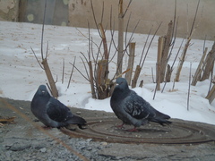Columba livia domestica