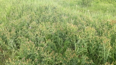 Vicia cassubica