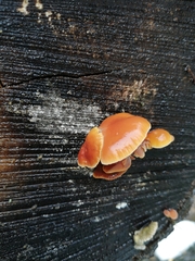 Flammulina velutipes