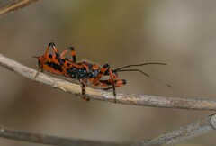 Rhynocoris rubricus