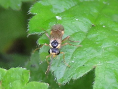 Aglaostigma fulvipes