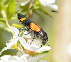 Castiarina pulchripes