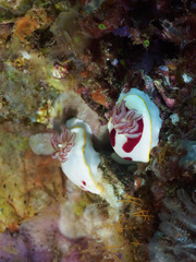 Goniobranchus splendidus