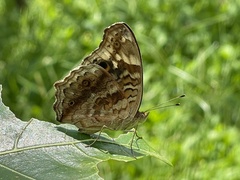 Junonia erigone
