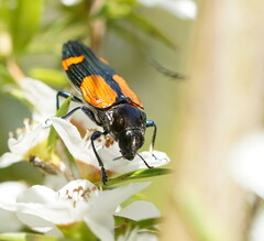Castiarina pulchripes