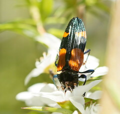 Castiarina pulchripes