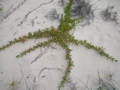 Carpobrotus glaucescens
