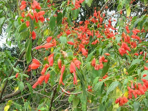 Salvia sessei