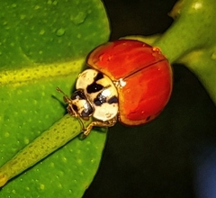 Harmonia axyridis