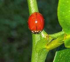 Harmonia axyridis