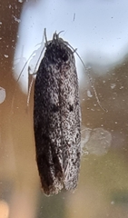 Heteromicta pachytera